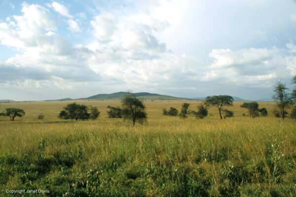 05-Serengeti