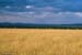 06-6-MaasaiMara