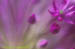 Allium 'Purple Sensation'