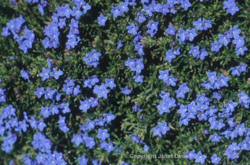 03-Lithodora