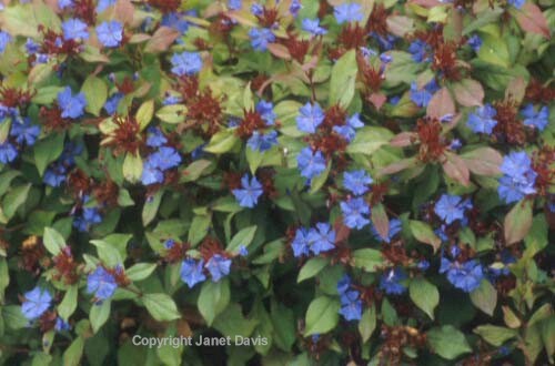 18-Ceratostigma