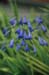 10-Agapanthus
