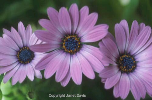 25-Osteospermum