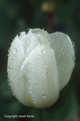08-Tulip