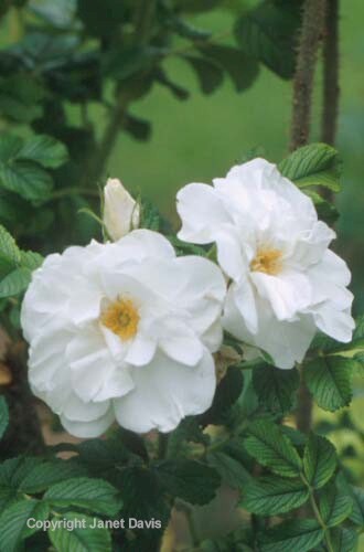 21-Rose