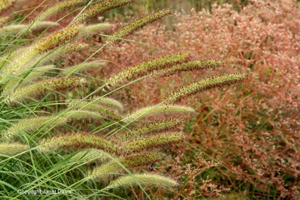 08-Pennisetum-'Cassian'