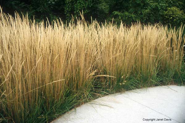 10-Calamagrostis-'Karl-Foerste