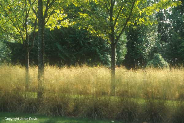 16-Deschampsia-in-allee