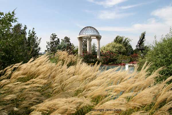 20-Miscanthus-'Yaku-Jima'