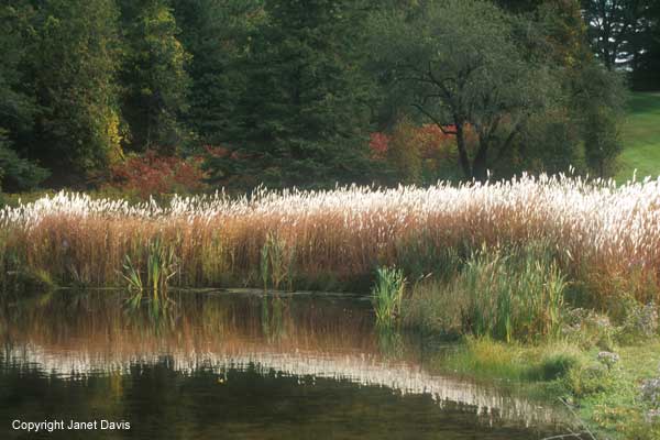 24-Miscanthus-sacchariflorus