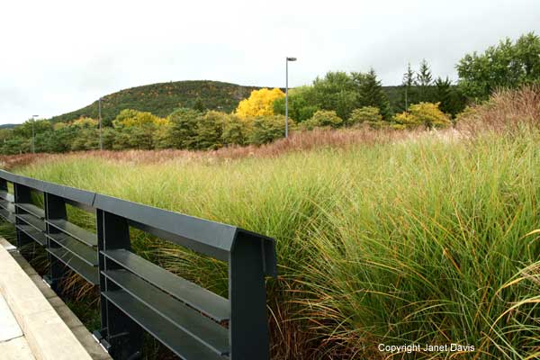 25-Grasses-Corning-Museum-of-G