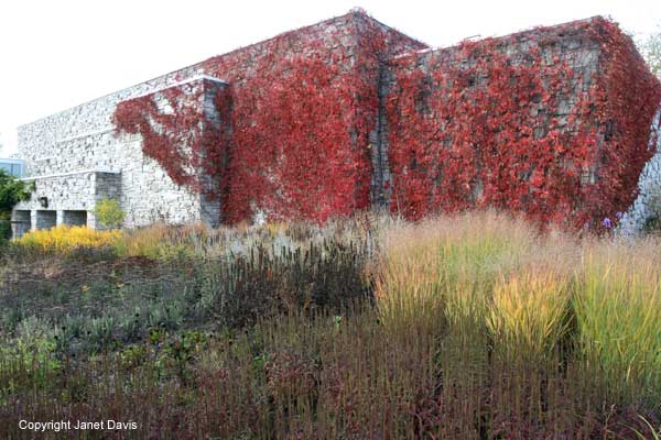 26-Panicum-Oudolf-Border-TBG