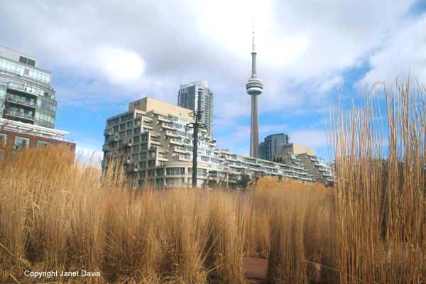 30-Grasses-Music-Garden