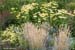 06-Festuca-Echinacea-Coreopsis