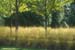 16-Deschampsia-in-allee