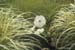 22-Miscanthus-'Variegatus'-TBG