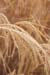 27-Miscanthus-ice-crystals
