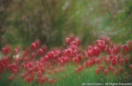 Red Tulips