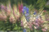 Foxglove and Delphinium 