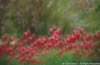 Red Tulips