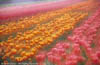 Tulip Field