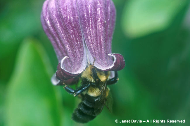 Bumblebee in Clematis