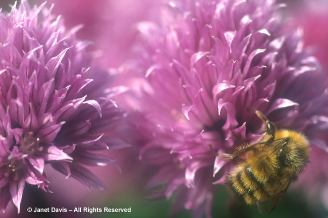 Bumblebee on Chive Flower