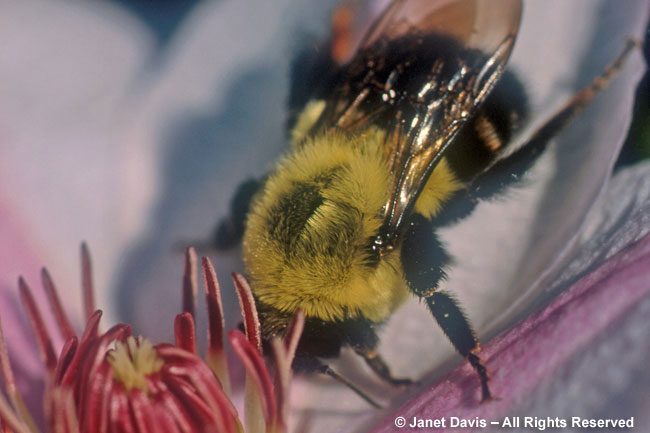 Bumblebee on Clematis