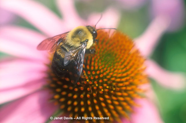 Bumblebee on Echinacea