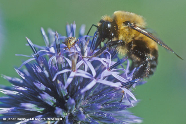 Bumblebee on Globe Thistle