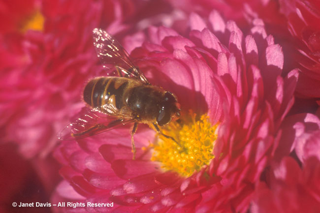 Dronefly on Chrysanthemum