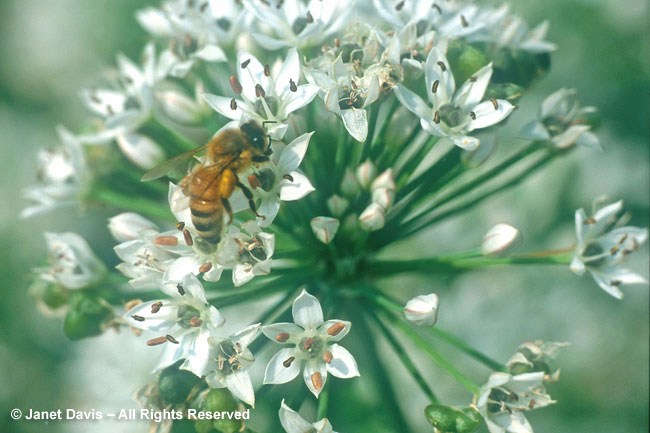 Honeybee on Garlic Chives