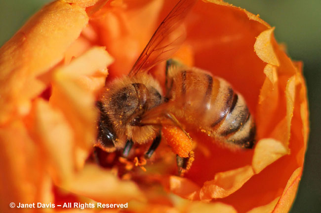 Honeybee on Portulaca