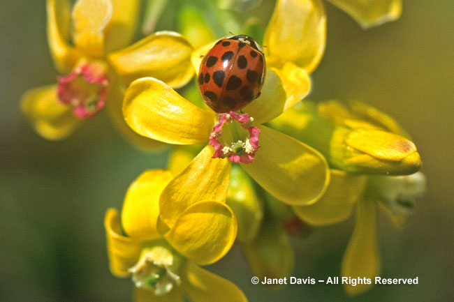 Ladybug on Golden Currant