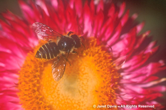 Leafcutter Bee on Strawflower