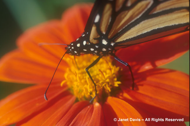 Monarch Butterfly on Tithonia