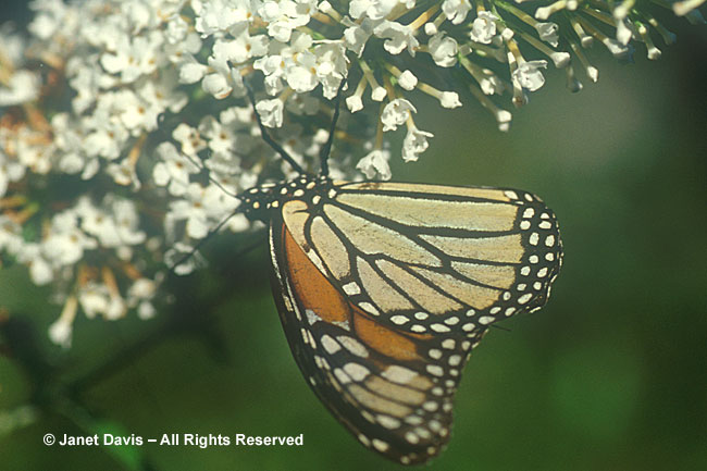 Monarch Hangs from Buddleia