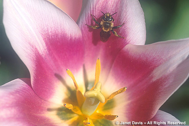 Solitary Mining Bee in Tulip