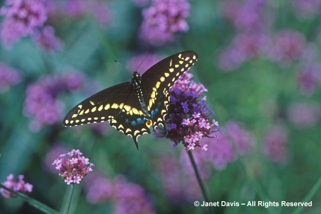 Swallotail on Verbena