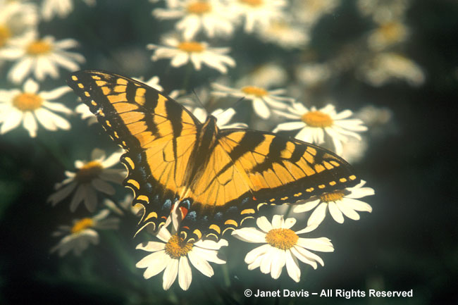 Swallowtail on Caucasus Daisy