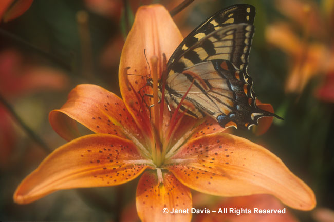 Swallowtail on Lily