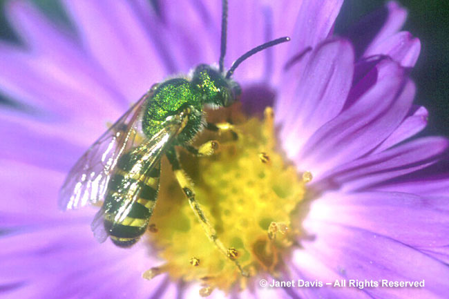 Sweat Bee on Aster