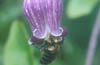 Bumblebee in Clematis