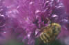 Bumblebee on Chive Flower
