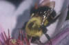 Bumblebee on Clematis