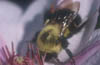 Bumblebee on Clematis