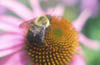 Bumblebee on Echinacea