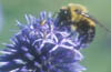 Bumblebee on Globe Thistle