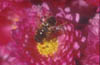 Dronefly on Chrysanthemum
