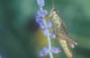 Grasshopper on Russian Sage